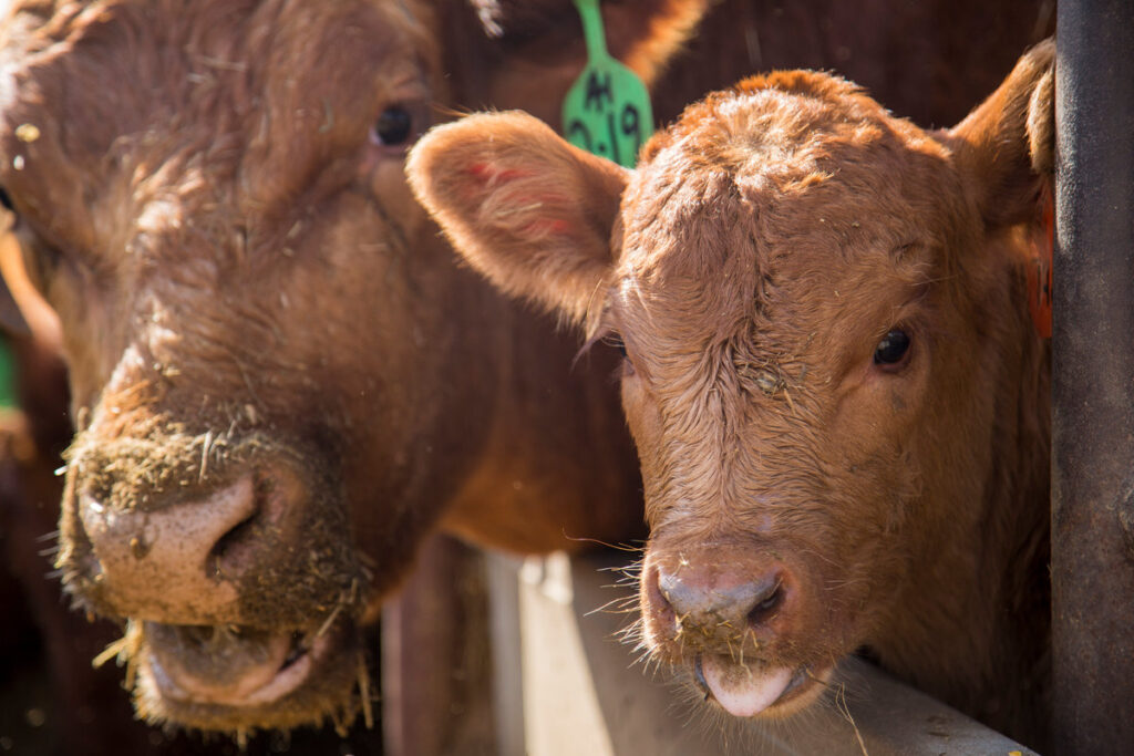 O estresse térmico compromete a produtividade e impacta até as gerações futuras