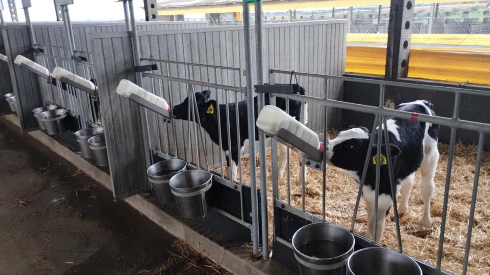 Pesquisadores identificam benefícios de manter bezerras em pares já na primeira semana de vida