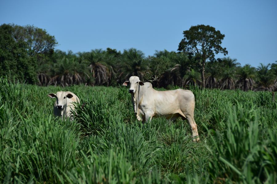 Artigo – A importância de uma boa forrageira para a sustentabilidade da pecuária brasileira