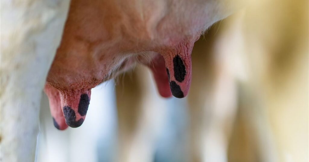 Mastite: entenda o impacto econômico no leite