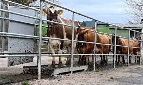 A pesagem diária de vacas leiteiras é um investimento estratégico para a fazenda moderna