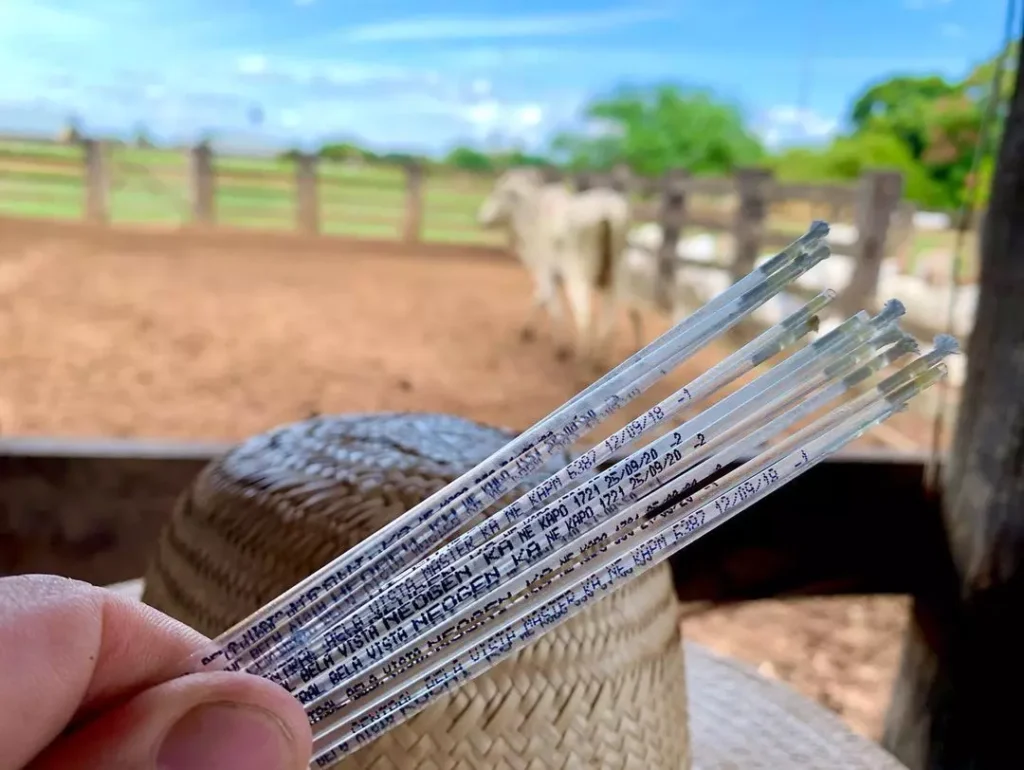 Inseminação artificial e o impacto de um manejo reprodutivo bem definido